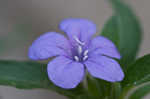 Carolina wild petunia